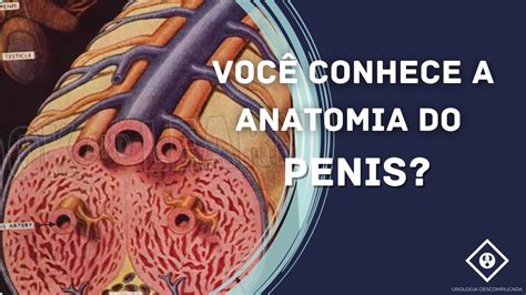 penis de chere|Pênis: tudo sobre a sua anatomia e seus problemas